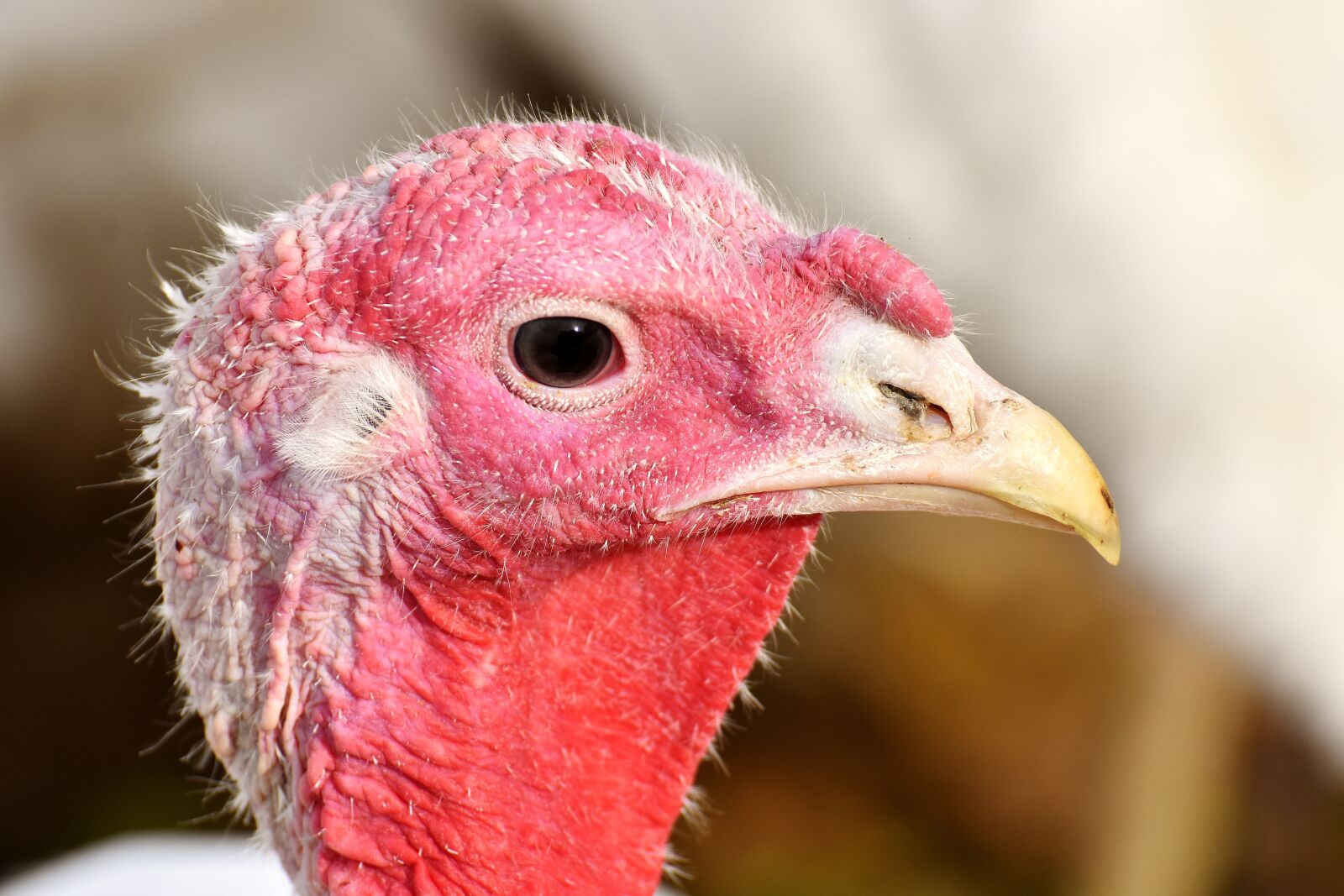 Nikon D7200 sample photo. Turkeys, birds, poultry photography