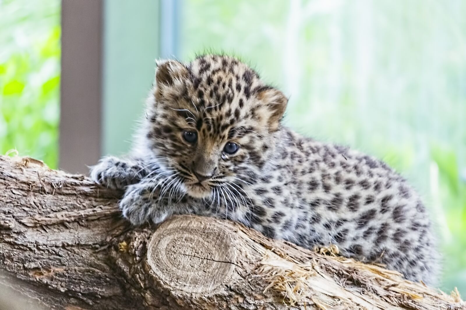 Canon EOS 700D (EOS Rebel T5i / EOS Kiss X7i) sample photo. Amur, amur leopard, amur photography