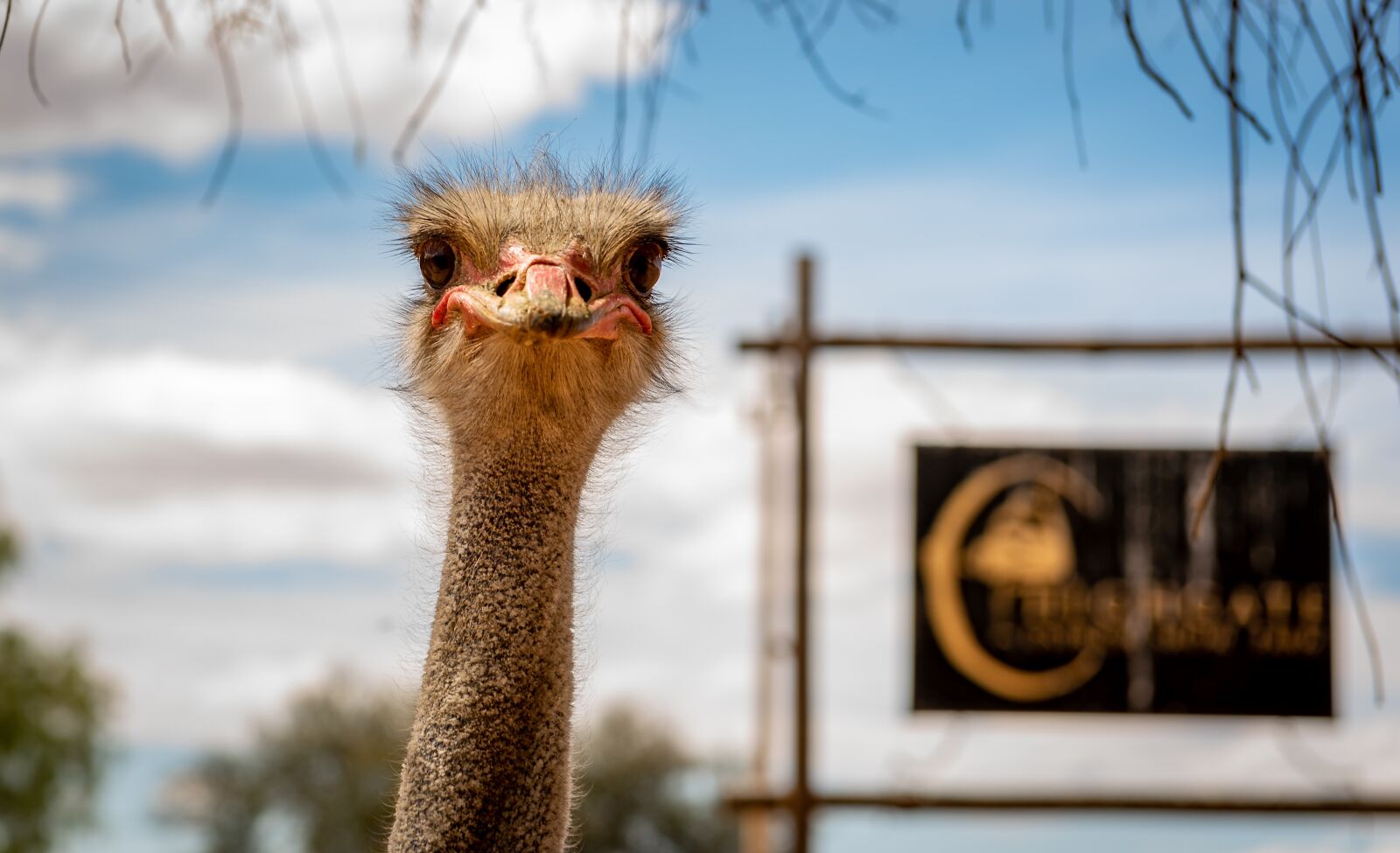 Nikon D750 sample photo. Bouquet, portrait, ostrich farm photography