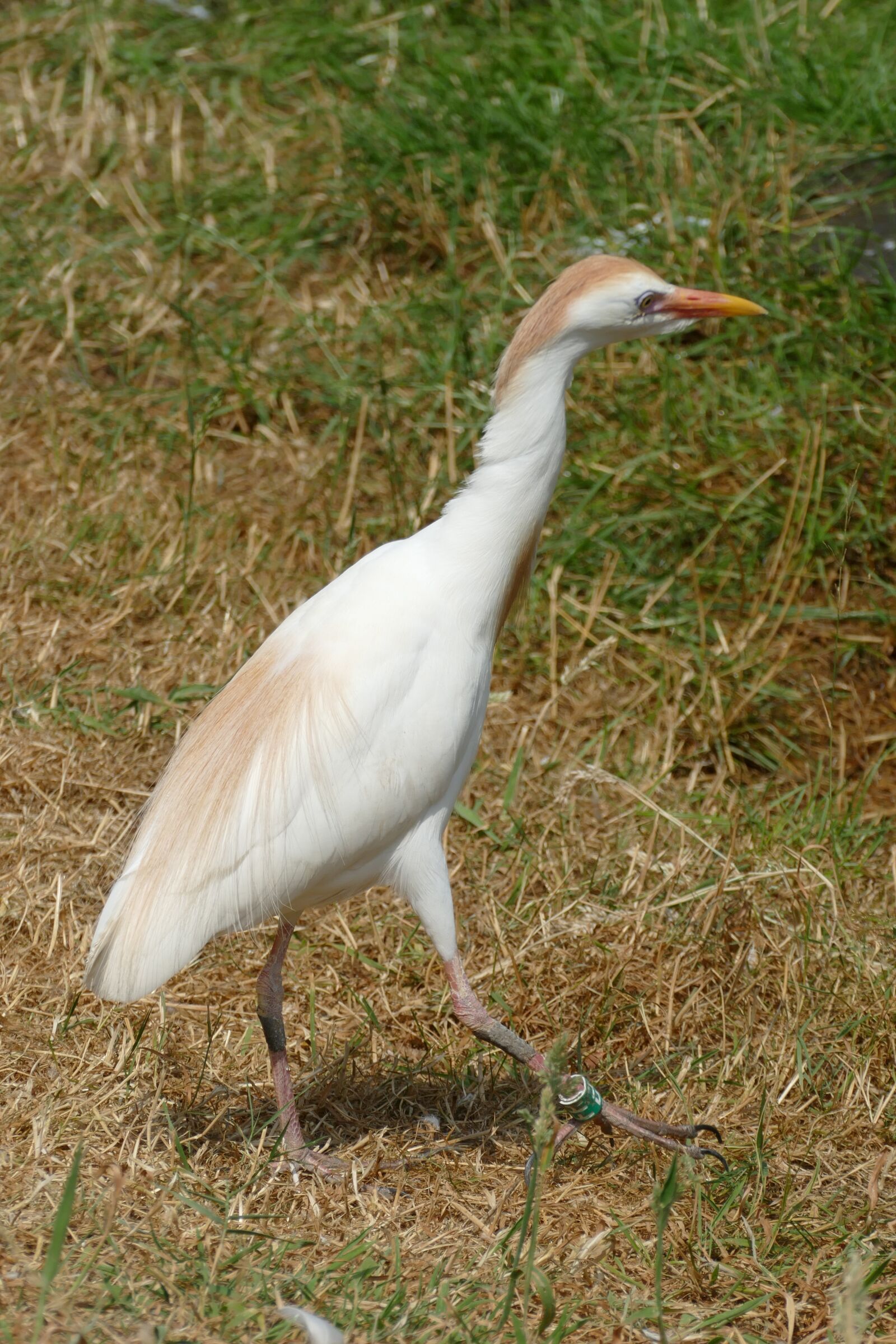 Panasonic Lumix DMC-FZ1000 sample photo. Cattle egret, ardeola ibis photography