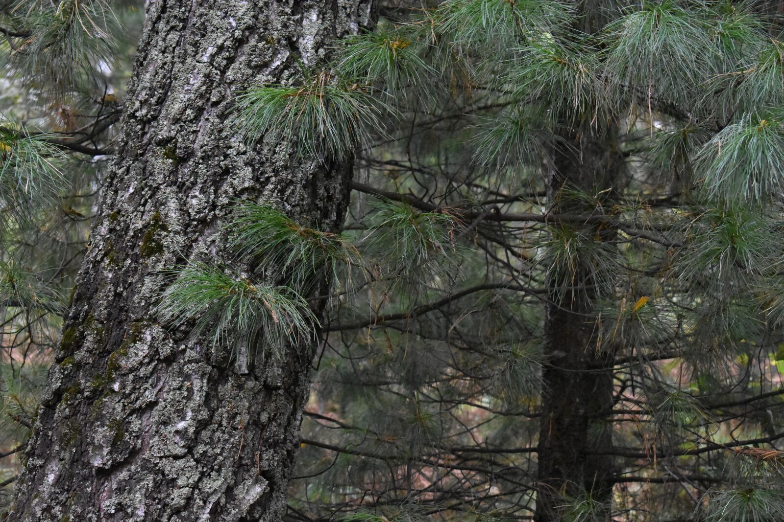 Nikon D3400 sample photo. Needles, tree, needle photography