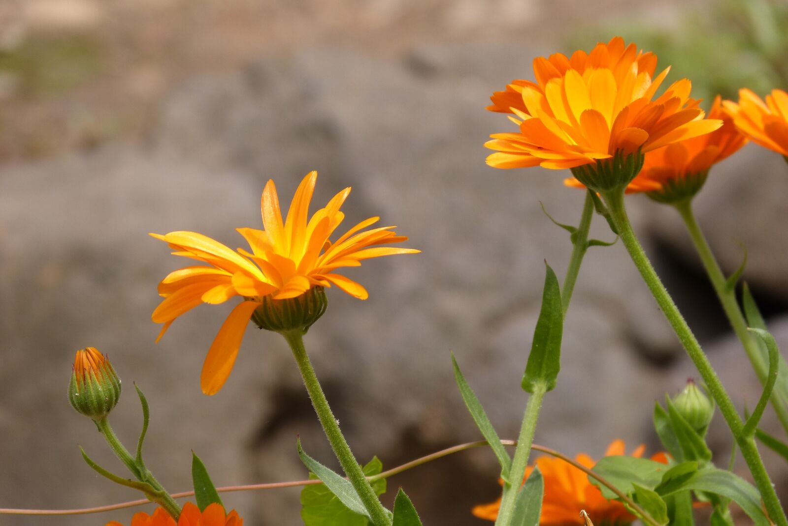Panasonic DMC-FZ62 sample photo. Flower, marigold, yellow photography