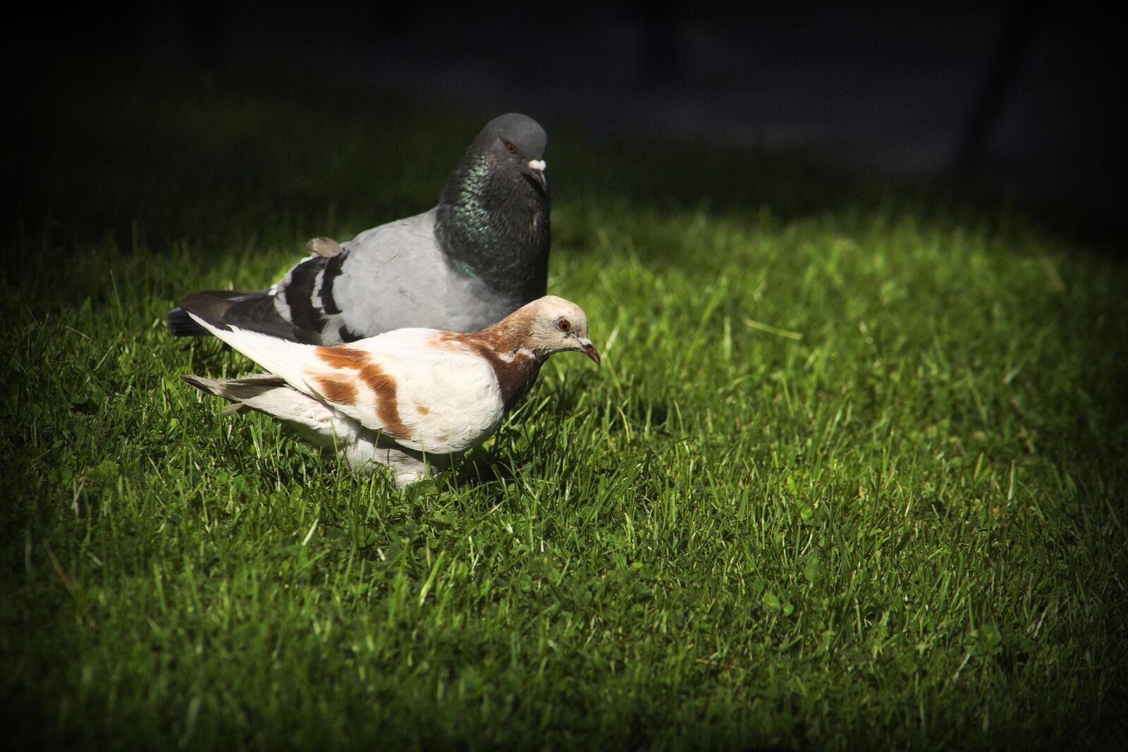 Canon EOS 350D (EOS Digital Rebel XT / EOS Kiss Digital N) sample photo. Pigeons, birds, fauna photography