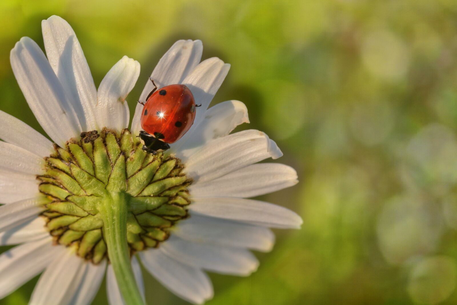 Nikon D7100 sample photo. Marguerite, flower, white photography