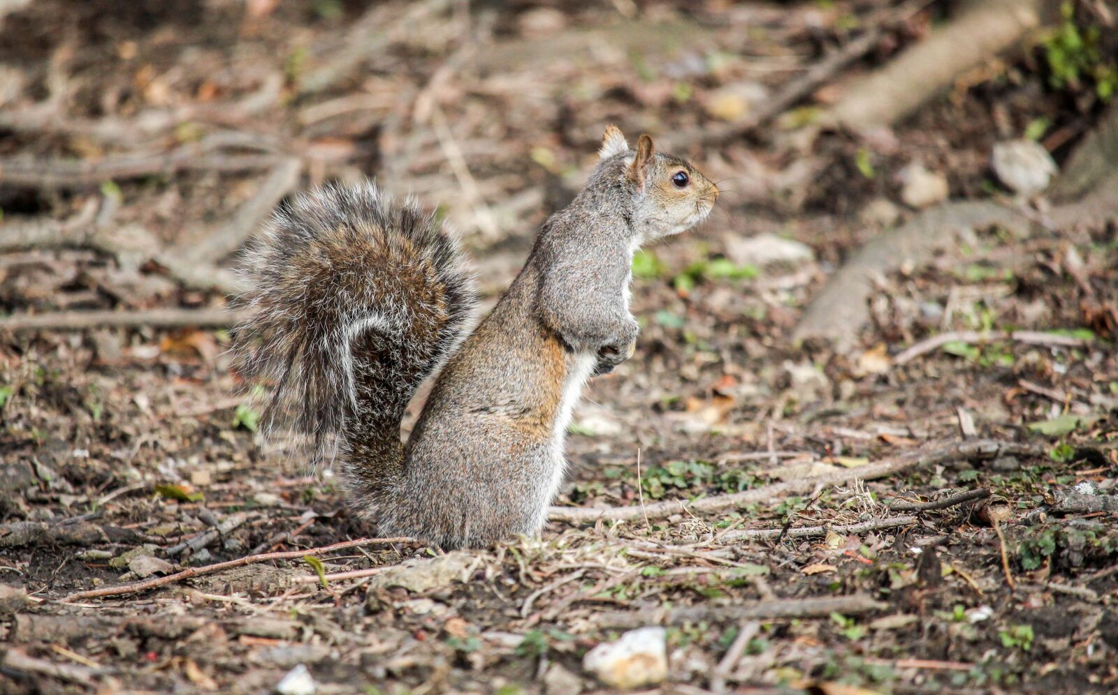 Canon EOS 700D (EOS Rebel T5i / EOS Kiss X7i) sample photo. Nature, wildlife, mammal photography