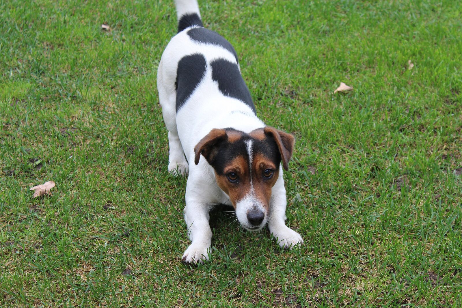 Canon EOS 1200D (EOS Rebel T5 / EOS Kiss X70 / EOS Hi) sample photo. Dog, jack russell terrier photography