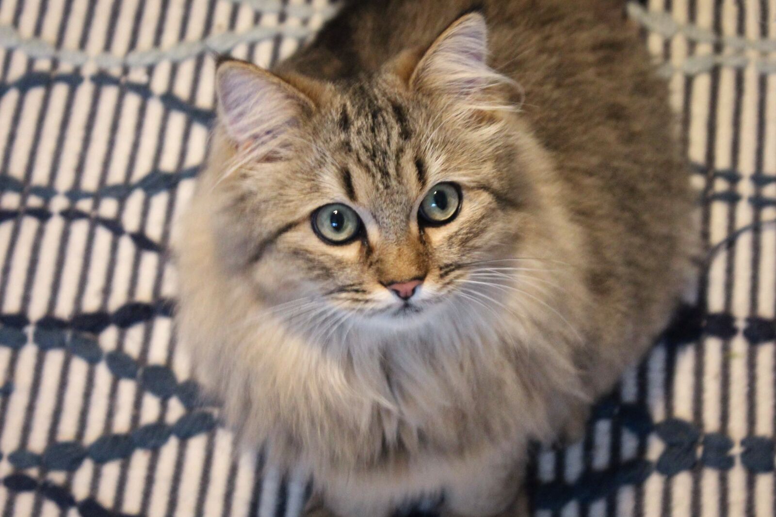 Canon EOS 550D (EOS Rebel T2i / EOS Kiss X4) sample photo. Cat, pet, domestic cat photography