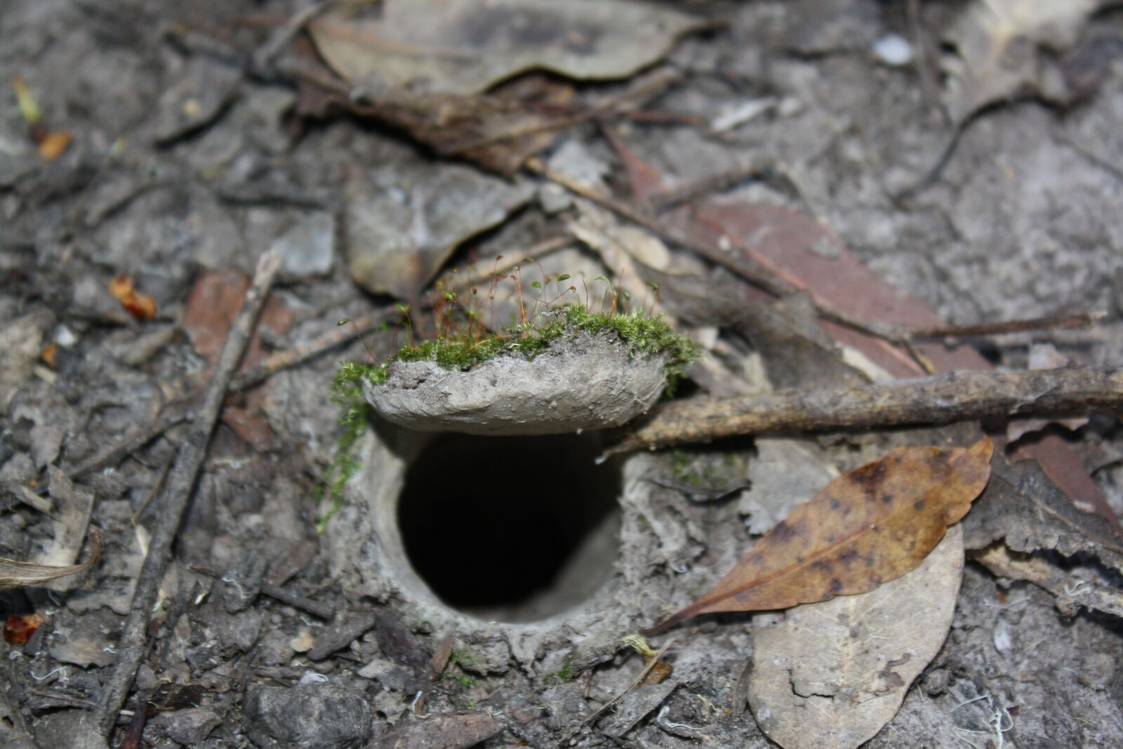 Canon EOS 1000D (EOS Digital Rebel XS / EOS Kiss F) sample photo. Trapdoor spider, burrow, arachnid photography