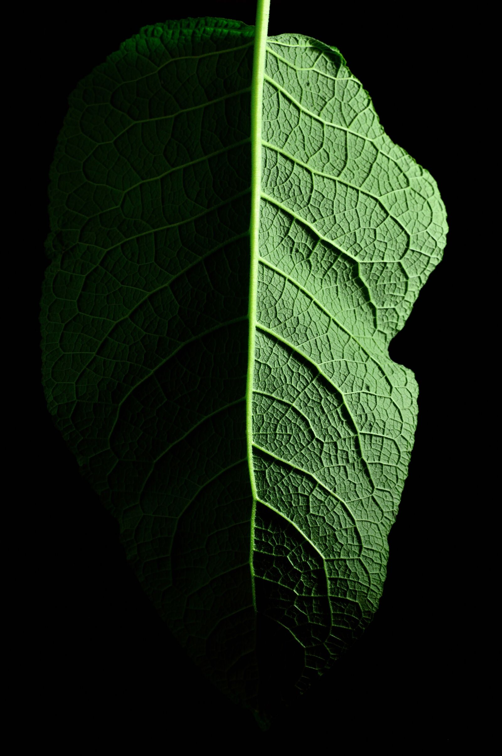 Nikon D3200 sample photo. Green, nature, plant photography