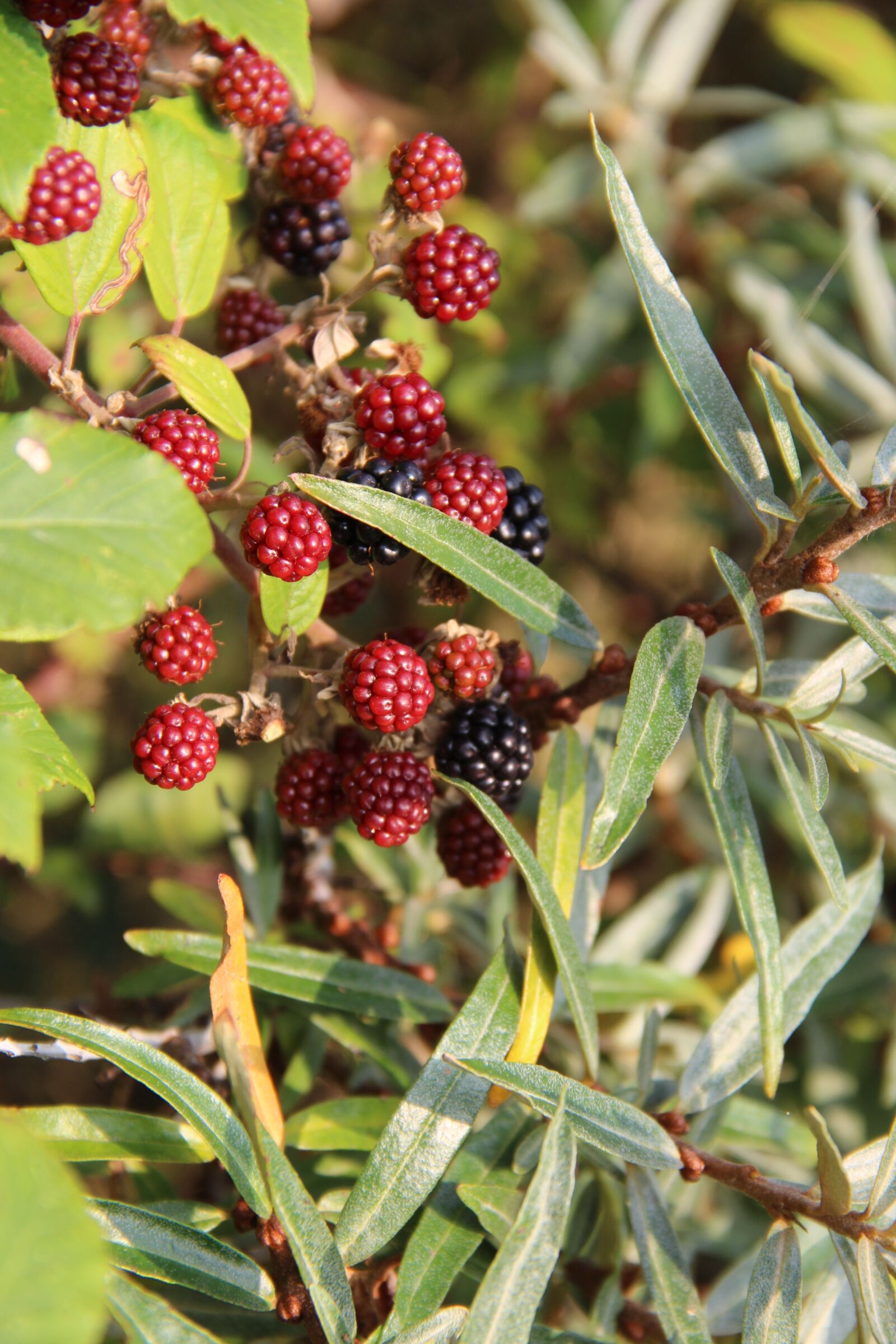 Canon EOS 700D (EOS Rebel T5i / EOS Kiss X7i) sample photo. Bay, fruit, red photography