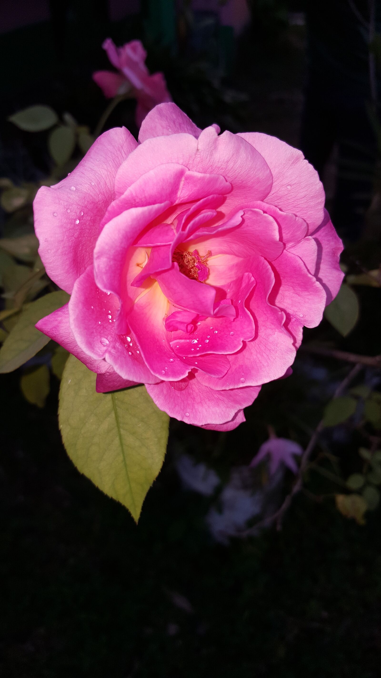 Samsung Galaxy Note5 sample photo. Flower, flowers, rosa photography