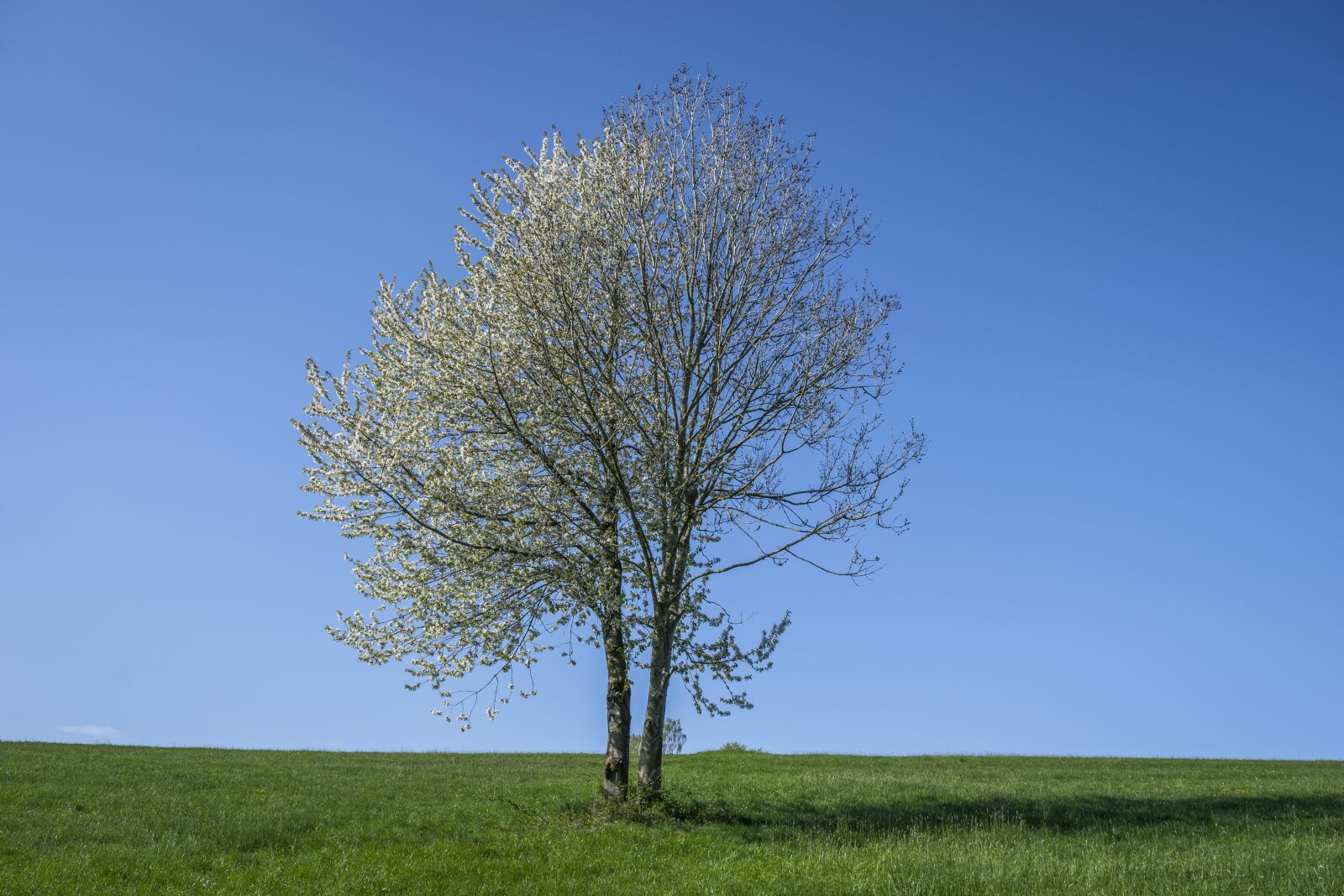 Nikon D3300 sample photo. Tree, landscape, nature photography