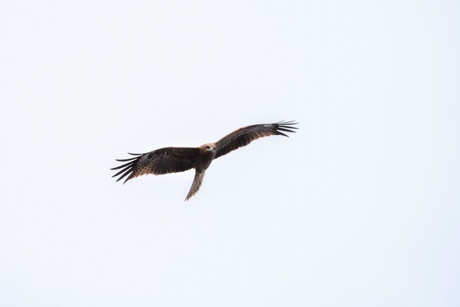 Nikon D7200 sample photo. Animal, sky, bird photography