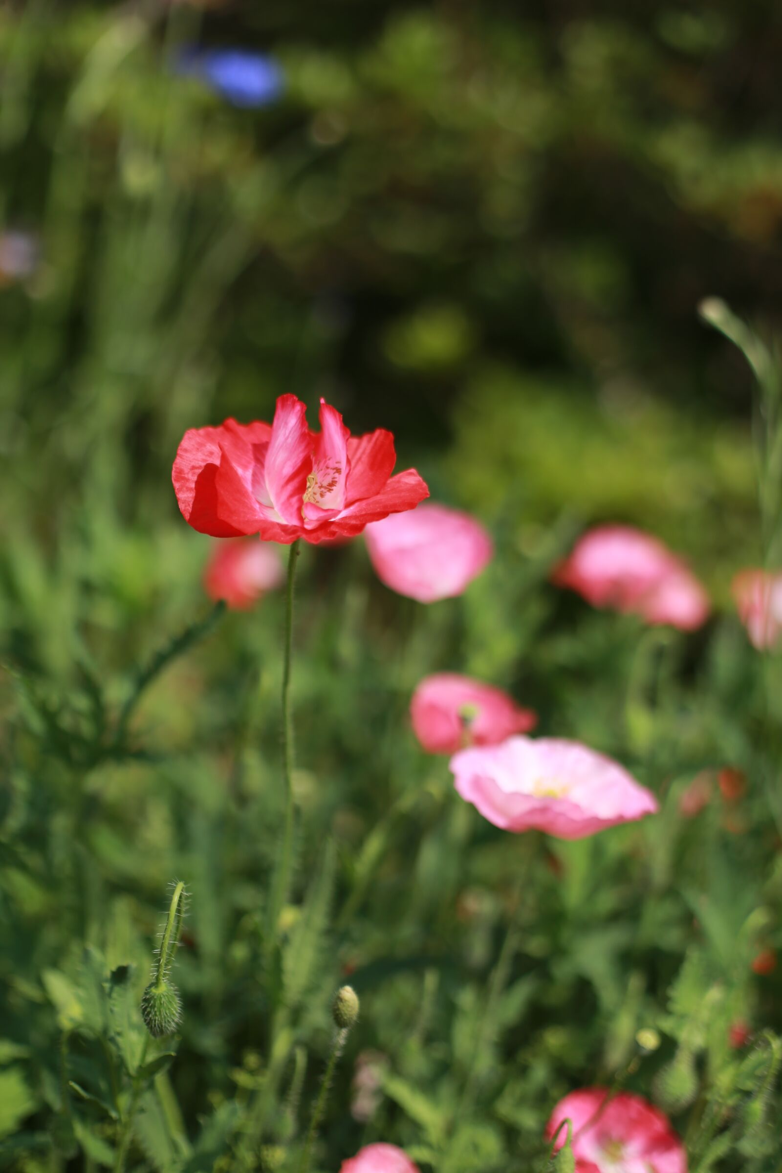 Canon EOS 6D sample photo. Poppy, flowers, wildflower photography