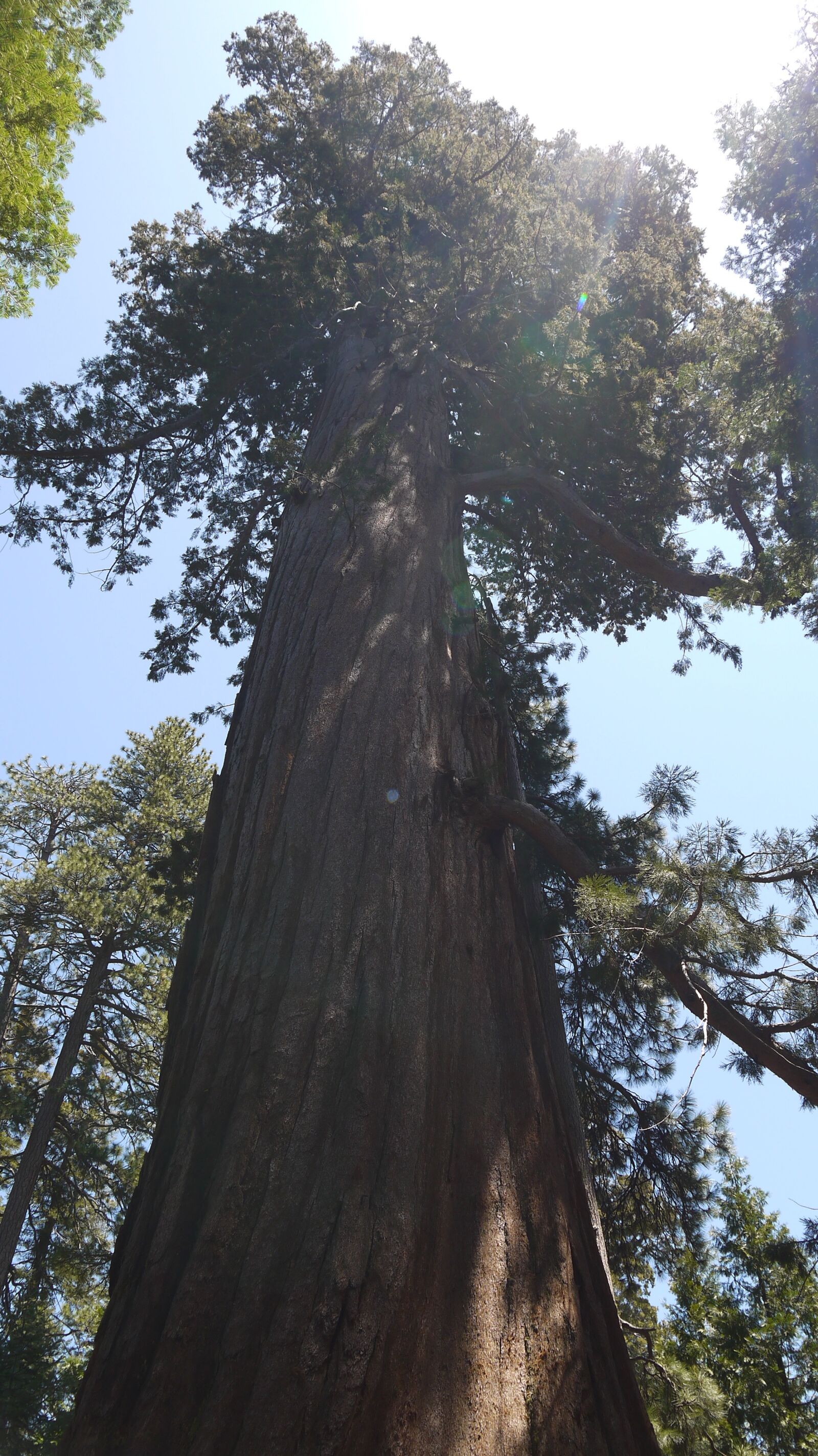 Panasonic Lumix DMC-GF3 sample photo. Redwood, tree, sequoia photography