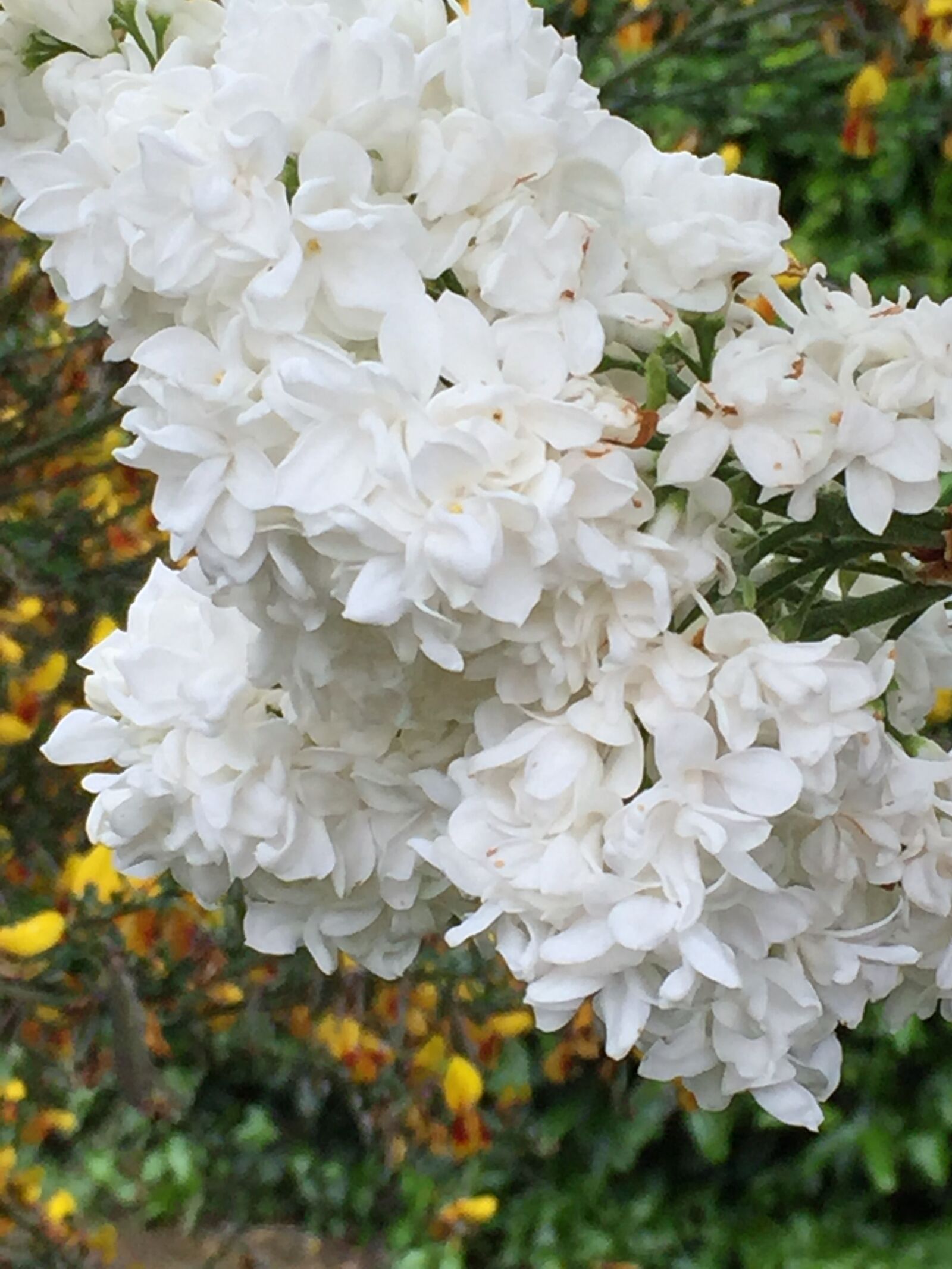 Apple iPhone 6 sample photo. White, lilac, bloom photography