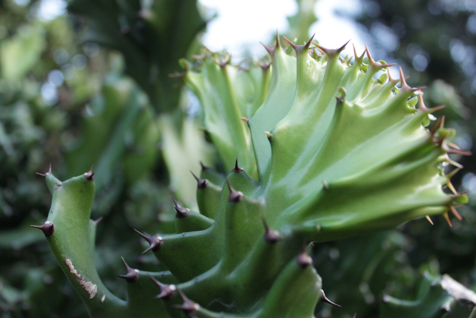 Canon EOS 500D (EOS Rebel T1i / EOS Kiss X3) sample photo. Cactus, thorn, plant photography