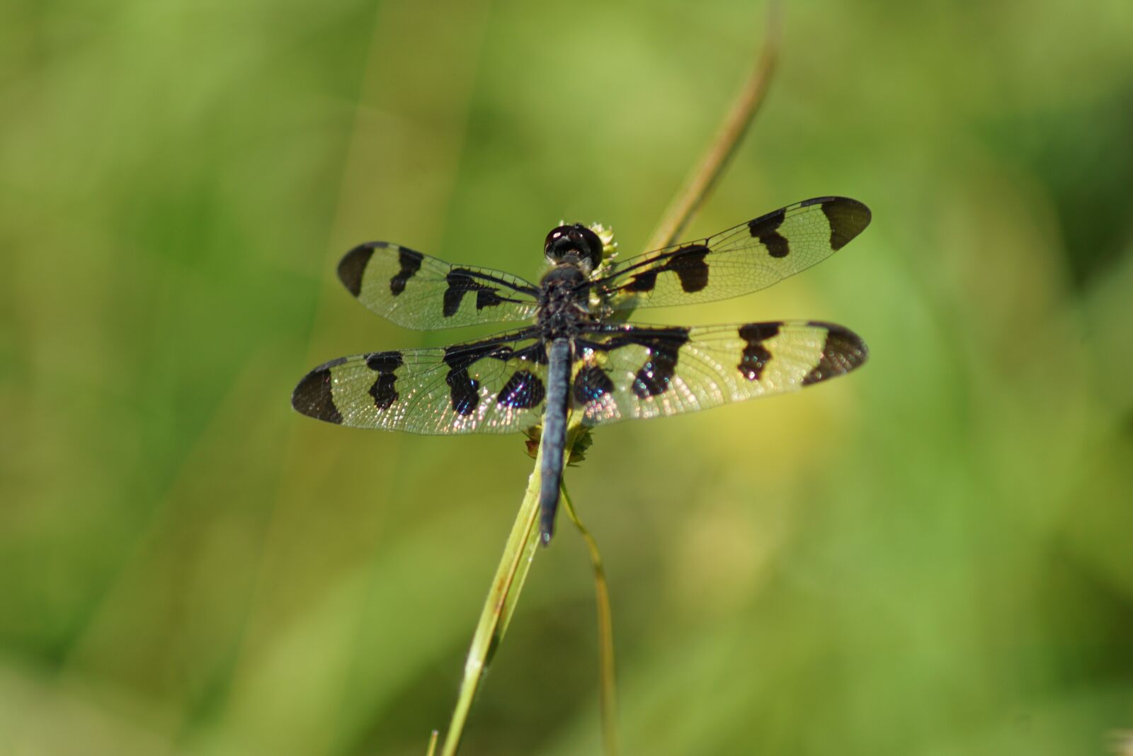 Sony ILCA-77M2 sample photo. Nature, dragonfly, insect photography