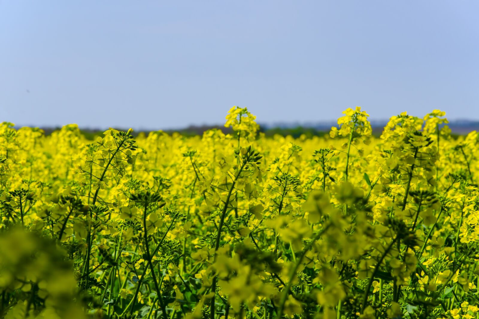 Nikon D7000 sample photo. Rapeseed field, yellow field photography