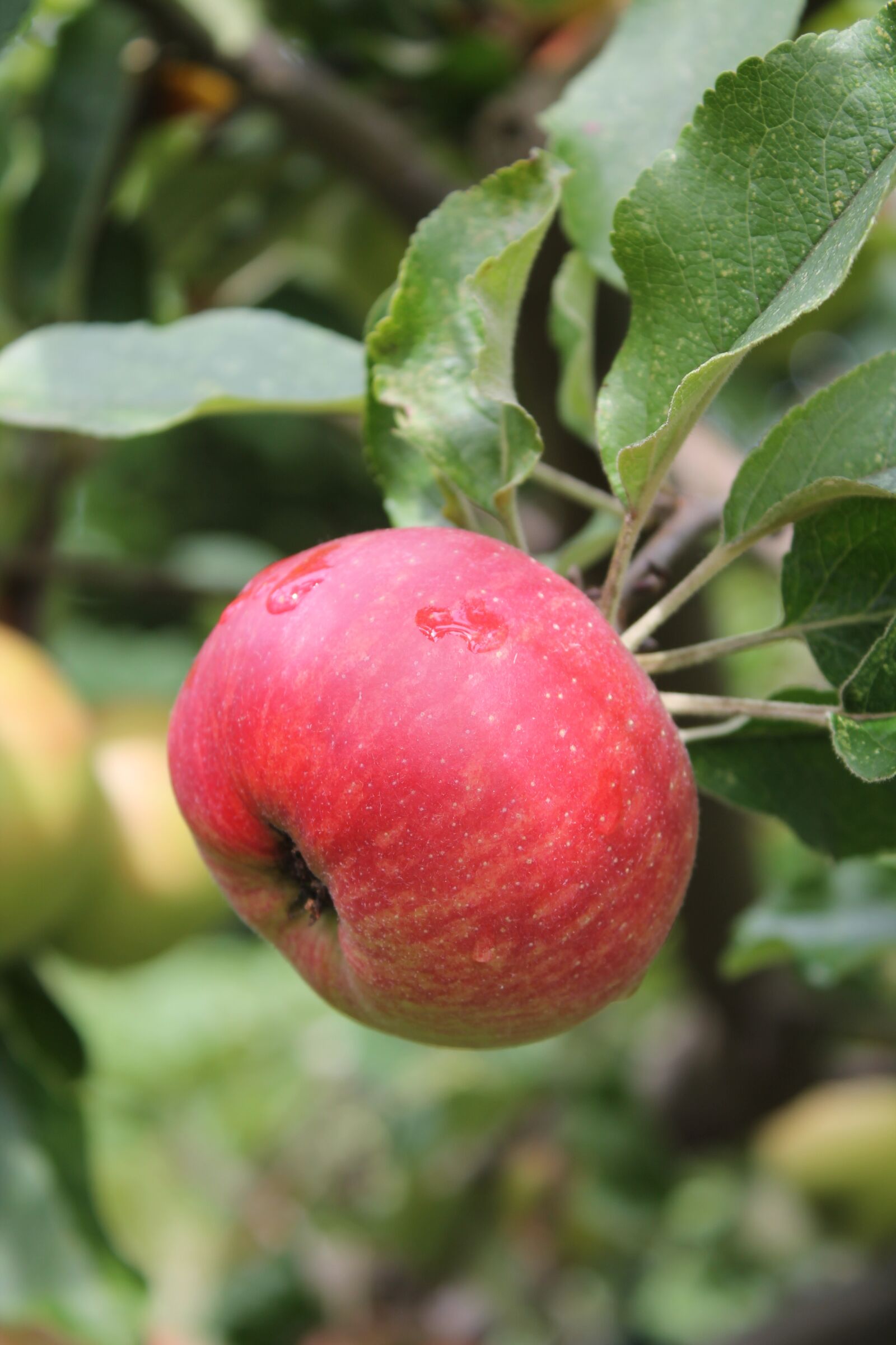 Canon EOS 1100D (EOS Rebel T3 / EOS Kiss X50) sample photo. Apple, tree, summer photography