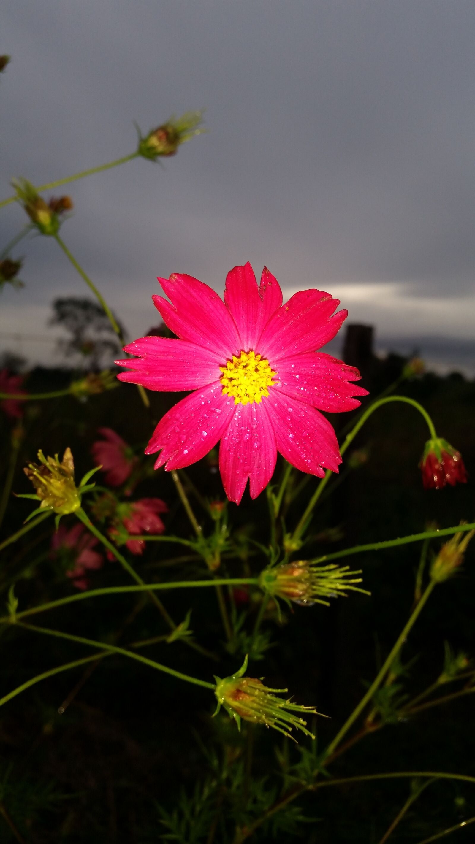 Samsung Galaxy S5 sample photo. Flower, red, yellow photography