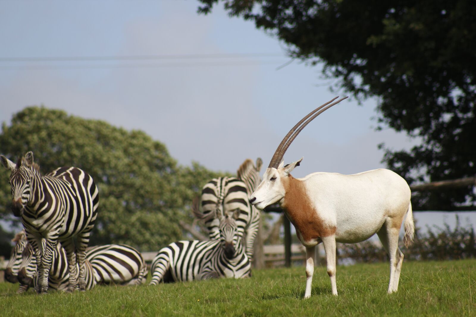 Canon EF 75-300mm f/4-5.6 USM sample photo. Zebra, zoo, wild photography