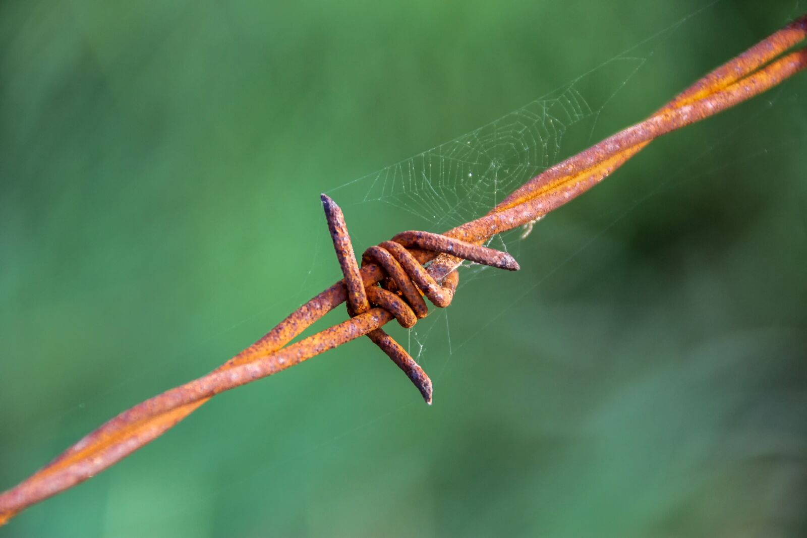 Canon EOS 60D sample photo. Barbed wire, pointed, metal photography