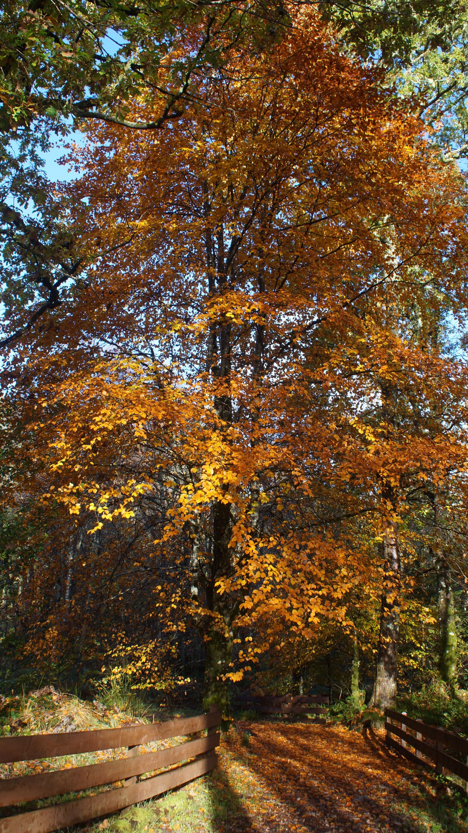Sony SLT-A37 sample photo. Autumn, tree, nature photography