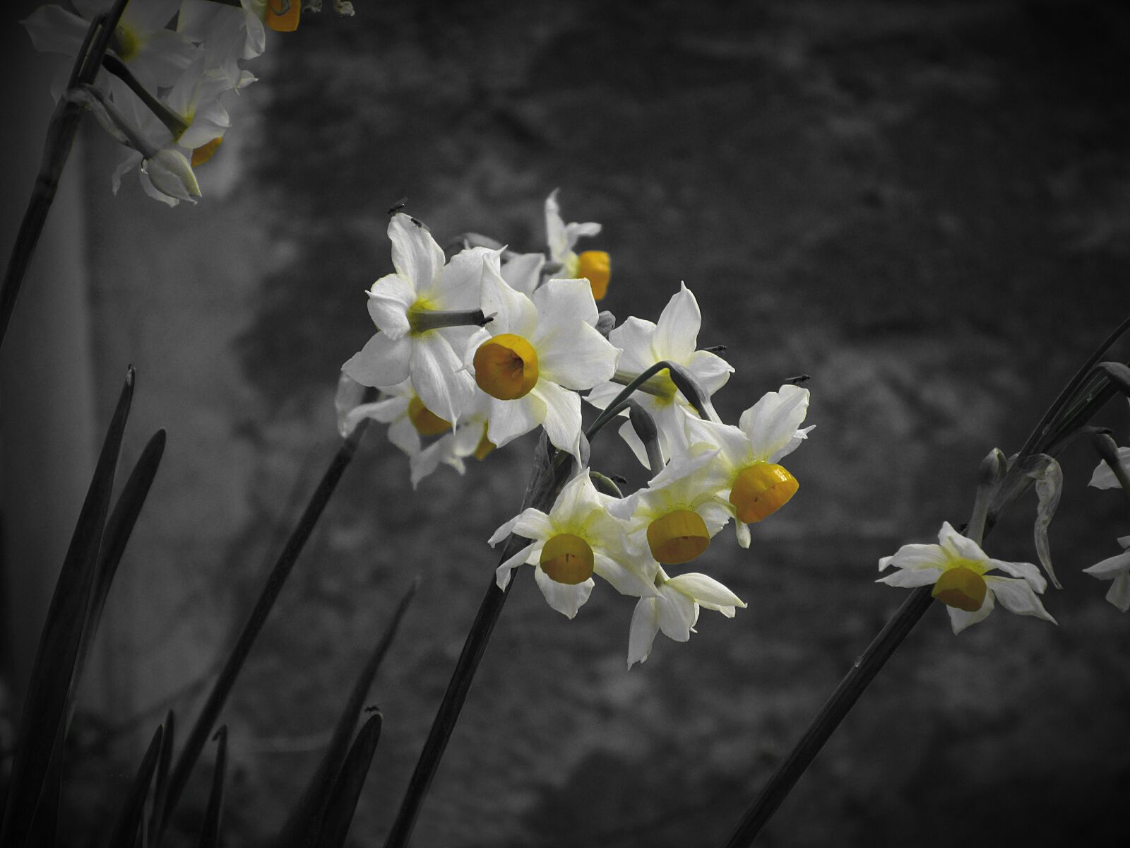 Canon PowerShot ELPH 150 IS (IXUS 155 / IXY 140) sample photo. Narcissus tazetta, daffodil, flower photography
