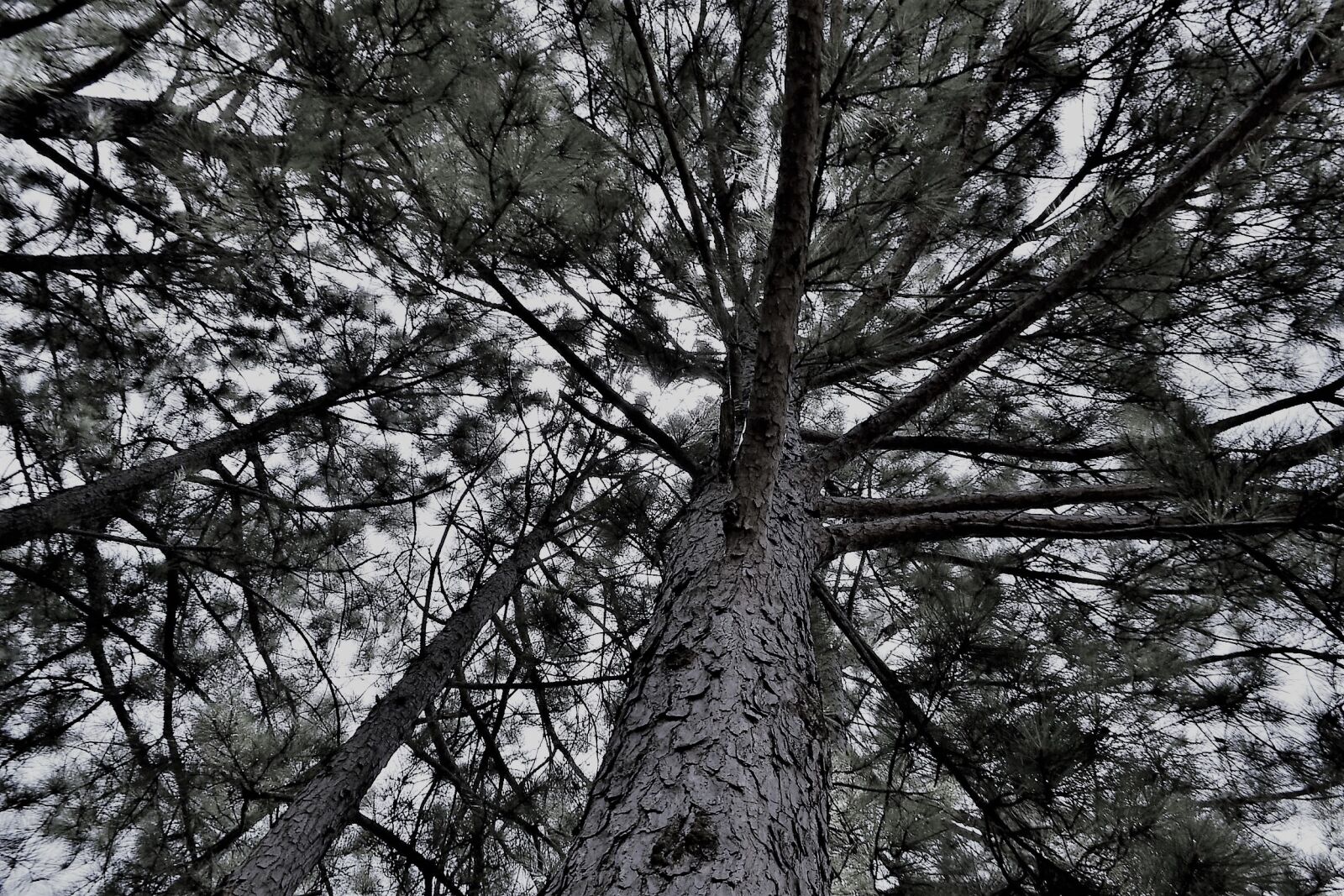 Nikon D3100 sample photo. Forest trees, nature, wild photography