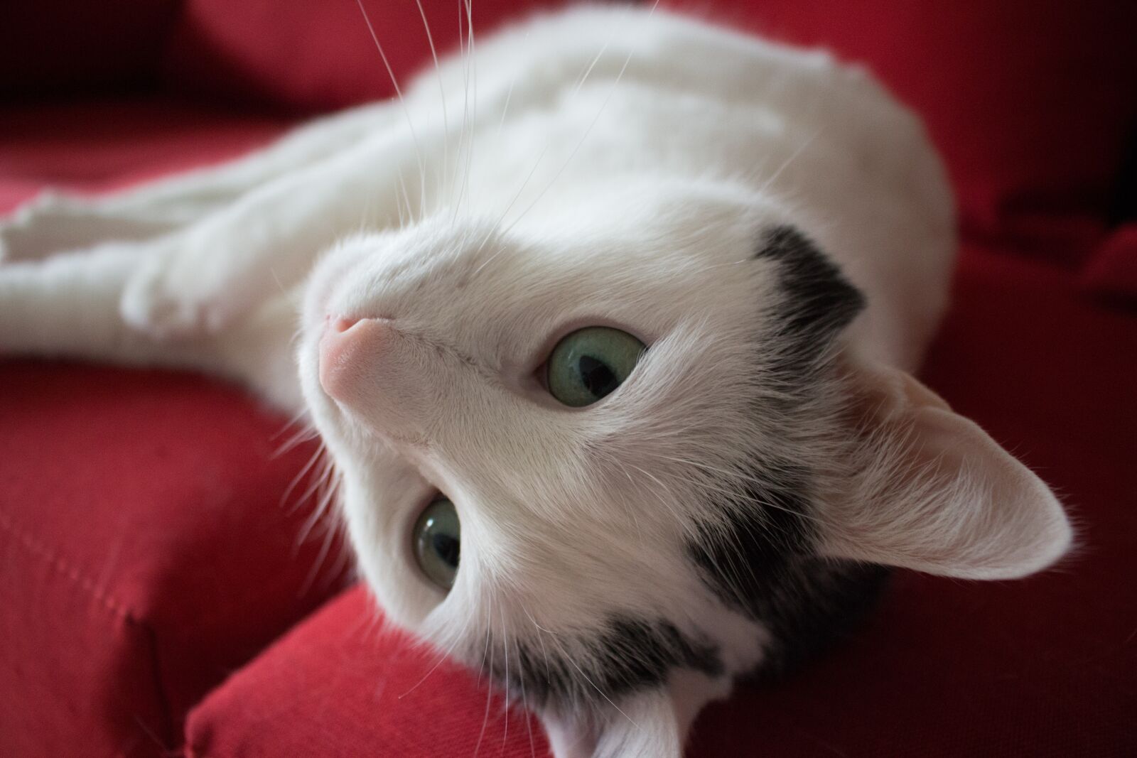Canon EOS 100D (EOS Rebel SL1 / EOS Kiss X7) sample photo. Cat, pet, animals photography
