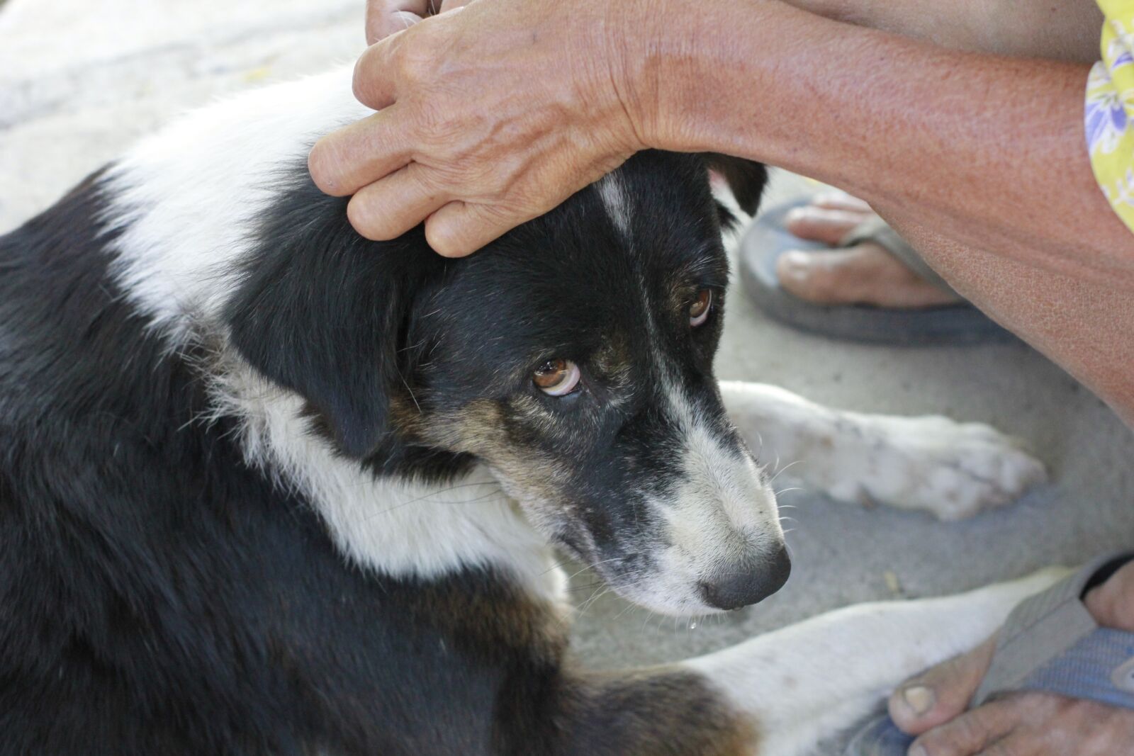 Canon EOS 550D (EOS Rebel T2i / EOS Kiss X4) sample photo. Dog, care, pets photography