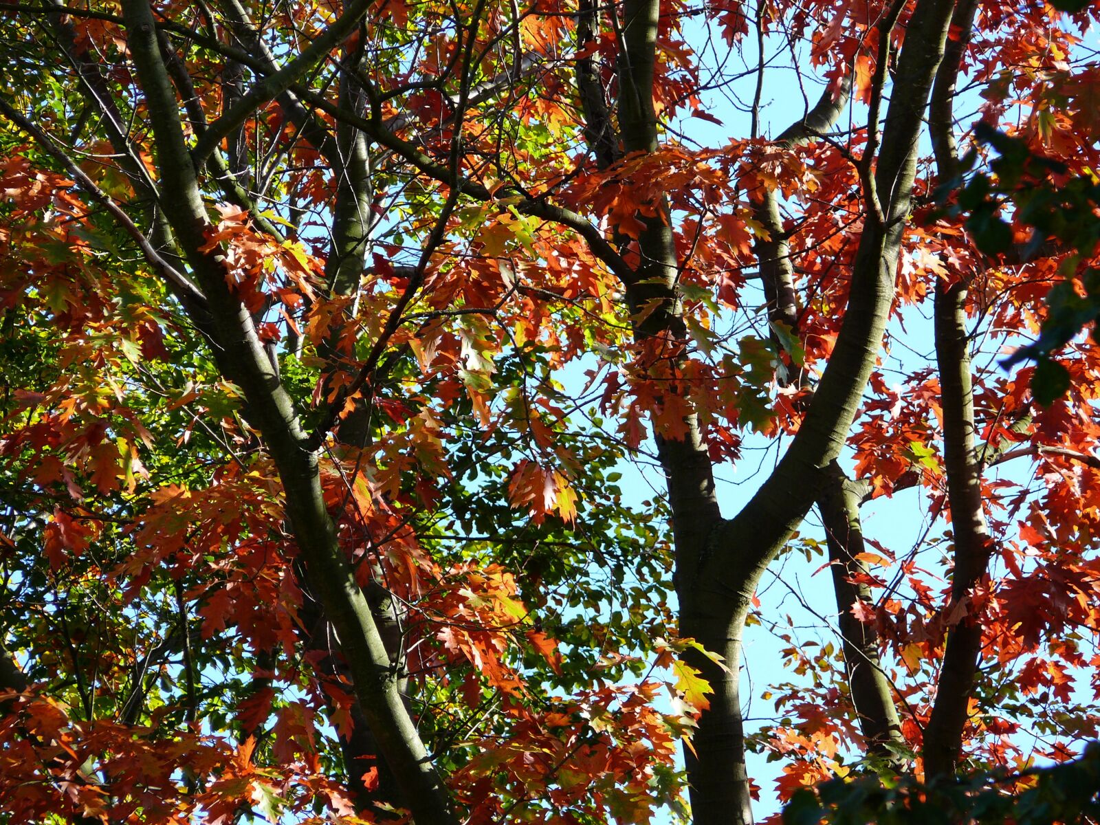 Panasonic DMC-FZ50 sample photo. Forest, autumn, trees photography