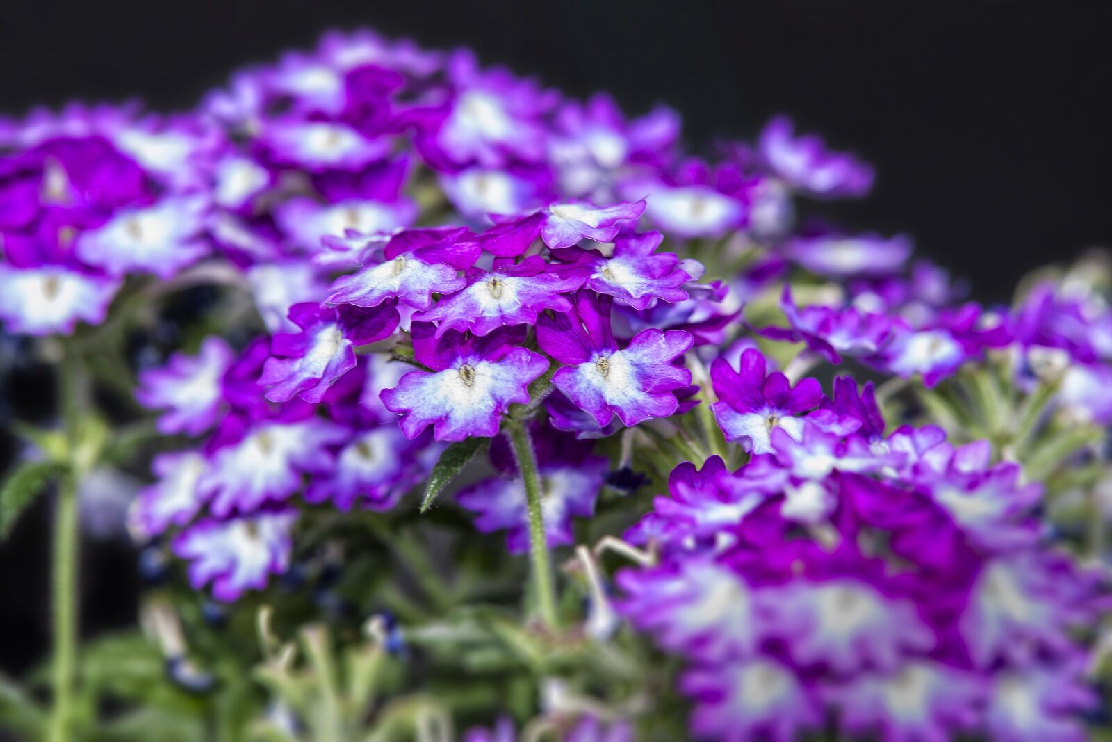Canon EOS 50D sample photo. Verbeene, verbena, flower photography