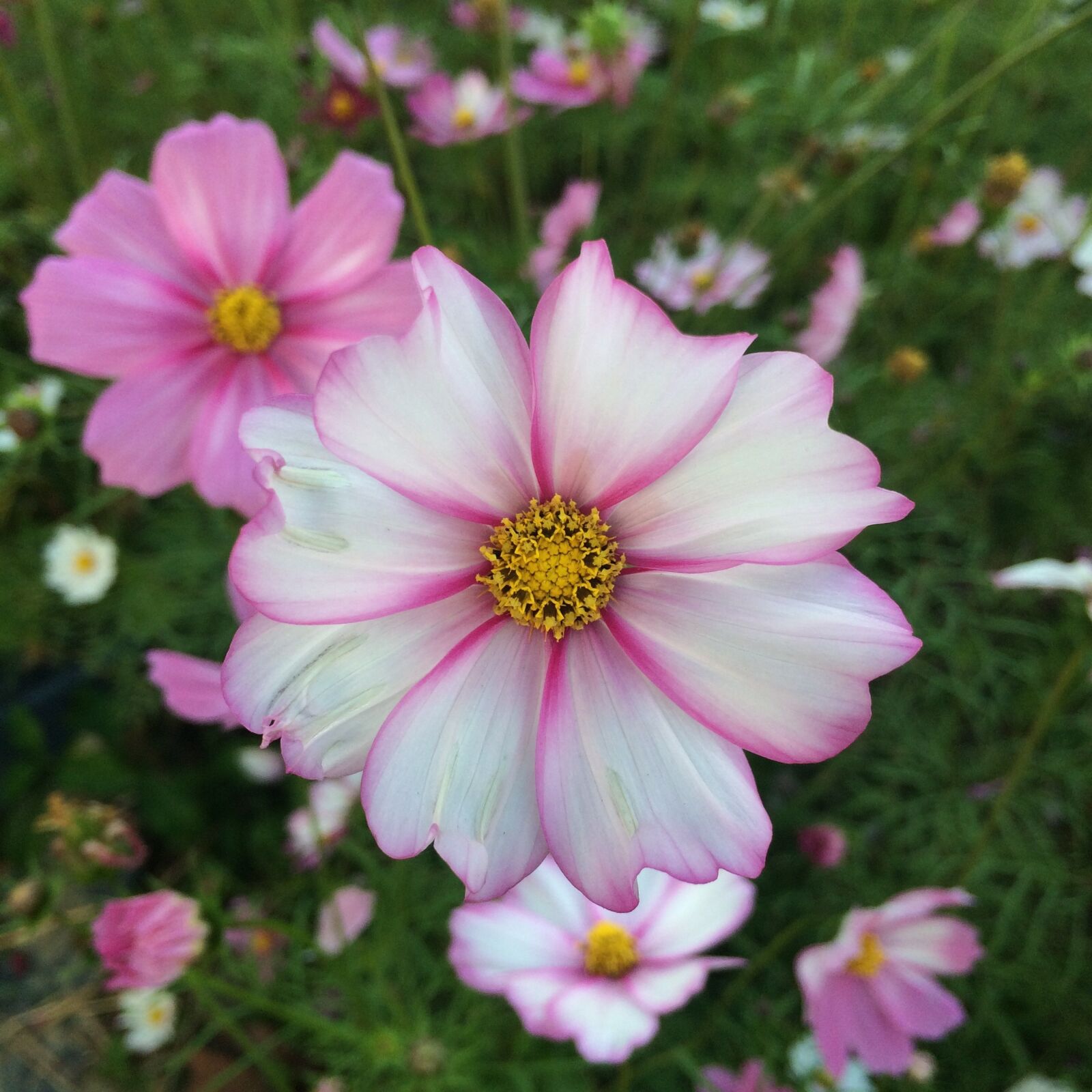iPhone 5s back camera 4.15mm f/2.2 sample photo. Flower, nature, flora photography