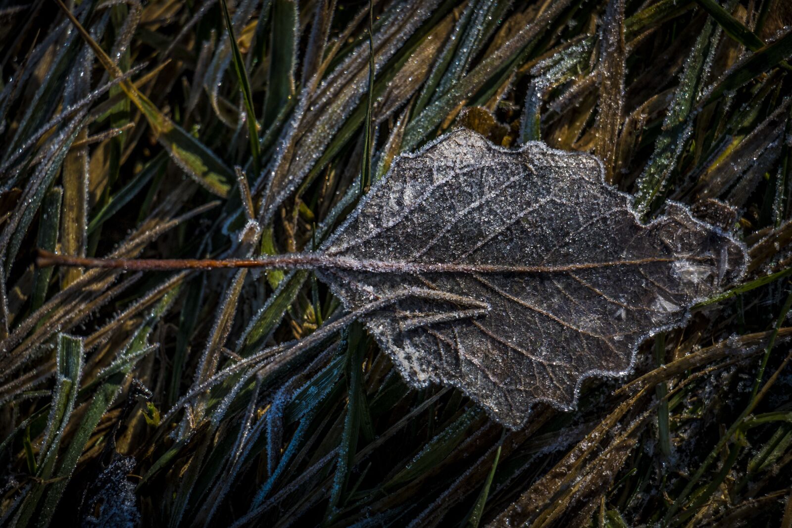 Canon EOS 70D sample photo. Leaf, hoarfrost, frozen photography