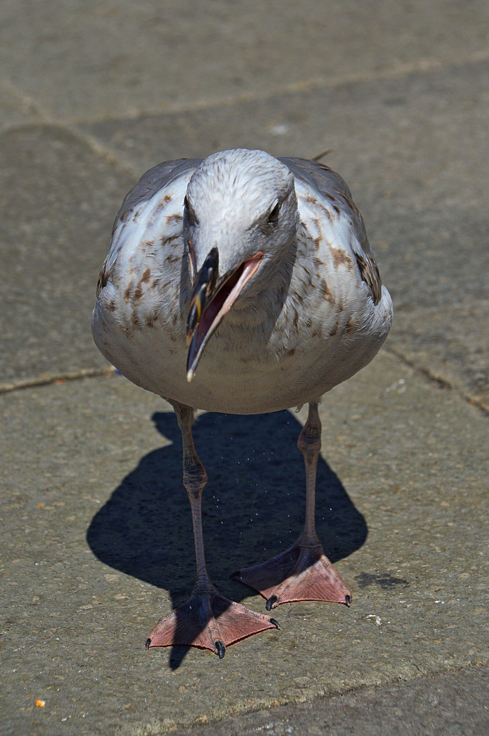 Nikon D3200 sample photo. Seagull, bird, water bird photography