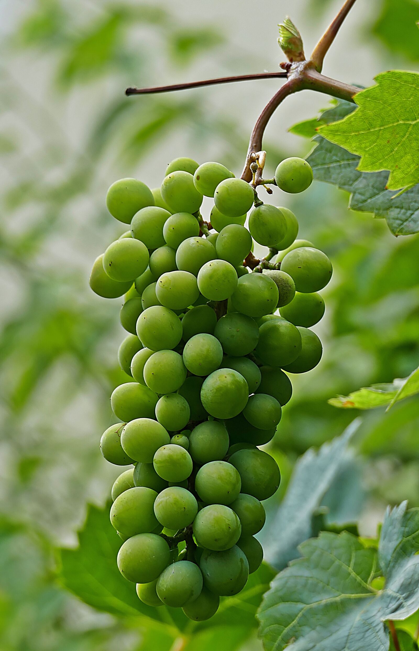 Panasonic Lumix DMC-FZ1000 sample photo. Grapes, fruit, panicle photography