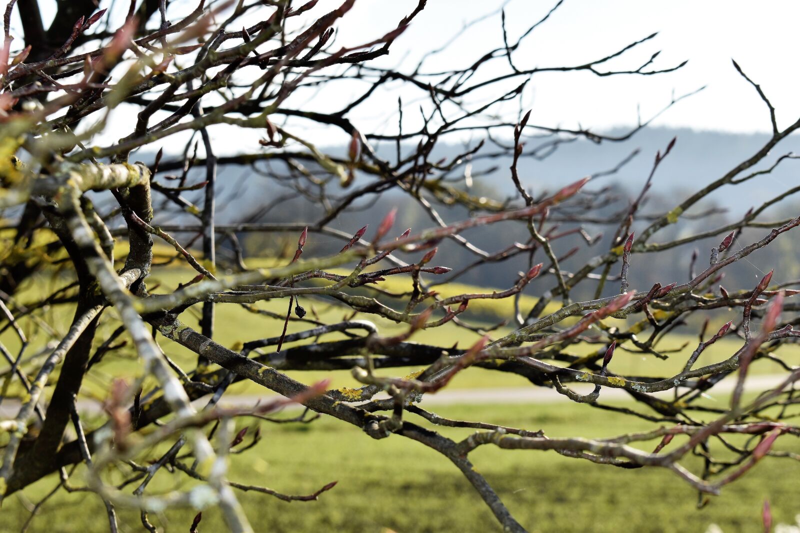 Nikon D5500 sample photo. Nature, plant, tree photography
