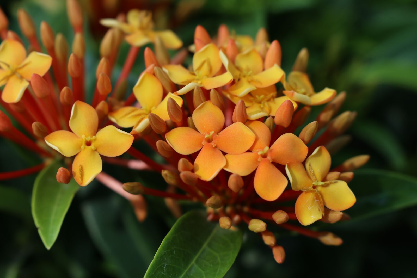 Canon EOS M6 sample photo. Bloom orange flower, garden photography