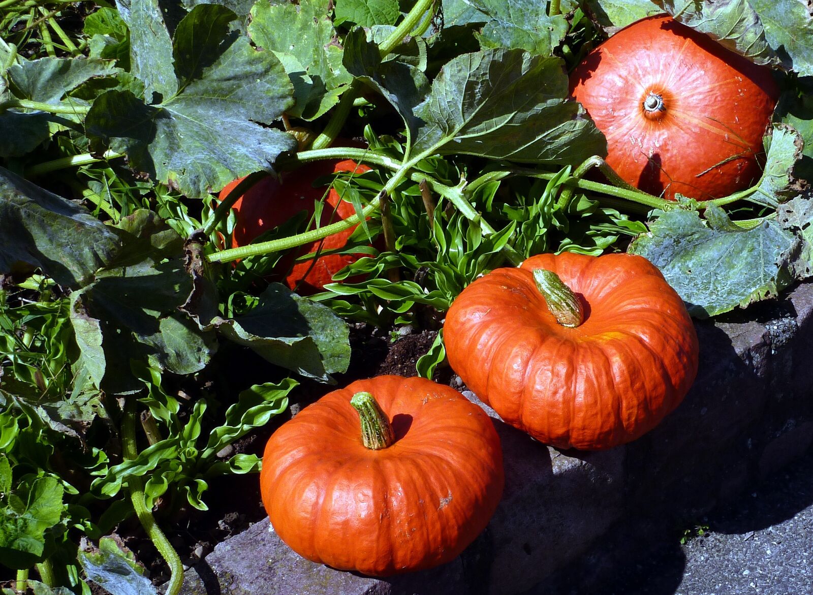 Panasonic DMC-TZ7 sample photo. Pumpkin, garden, vegetable photography