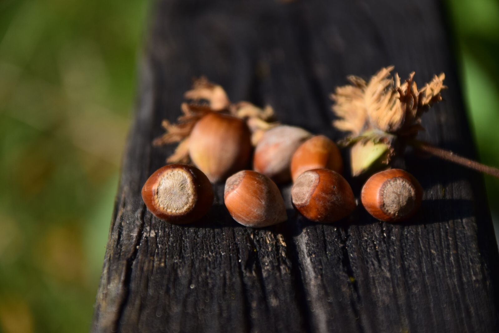 Nikon D3300 sample photo. Nuts, hazelnuts, nut photography