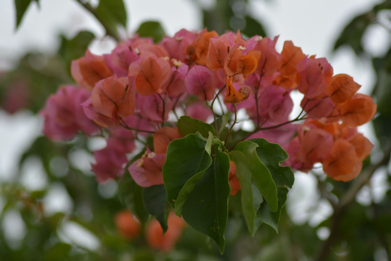 Nikon D7100 sample photo. Orange, bougainvillea, nature photography