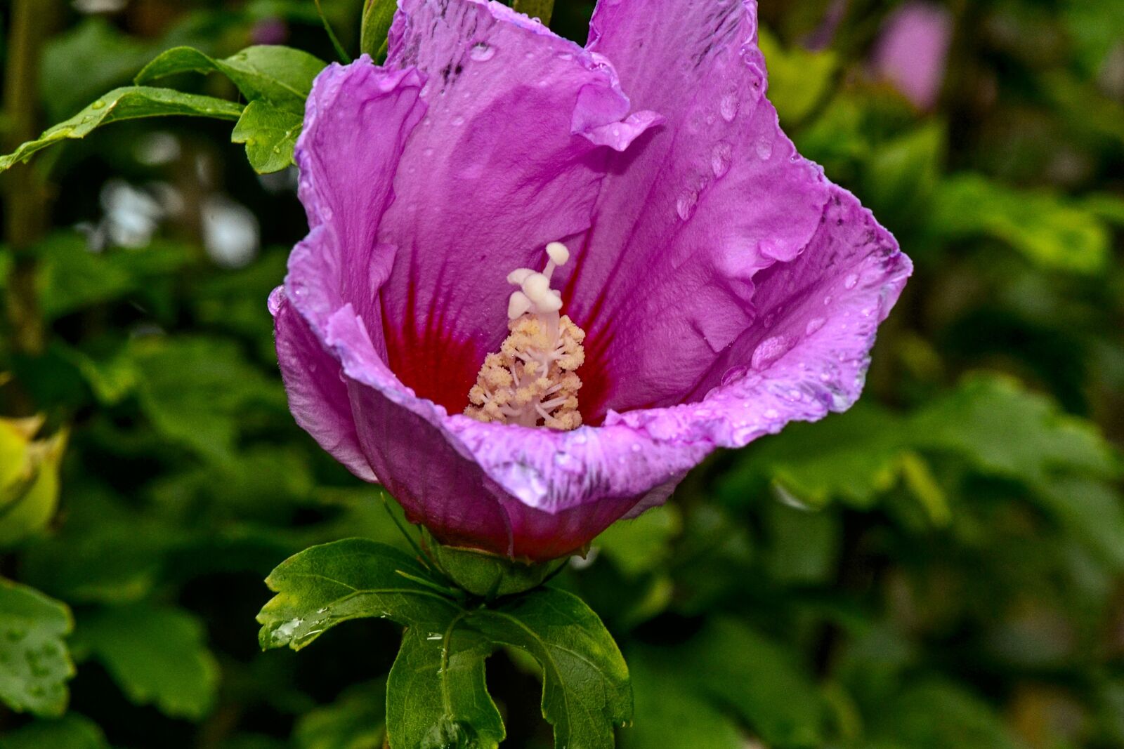 Nikon D3100 sample photo. Hibiscus, flower, blossom photography