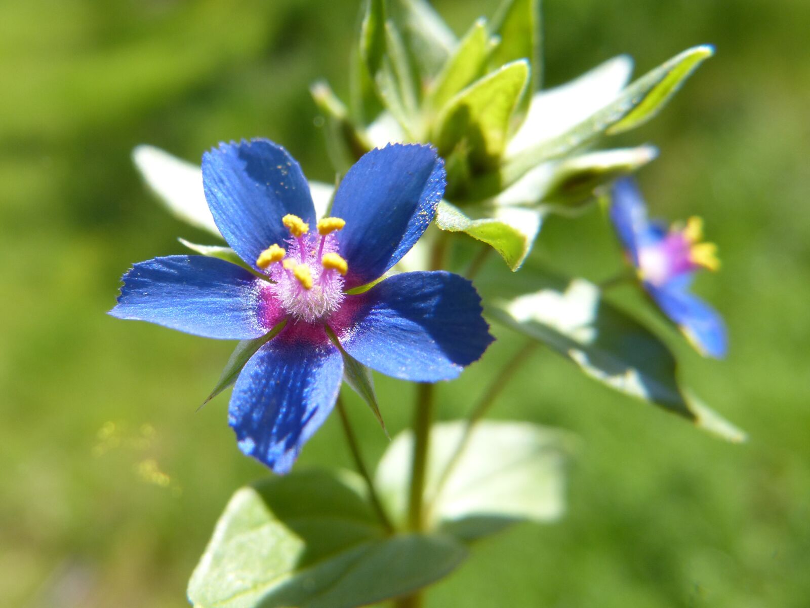 Panasonic DMC-FZ62 sample photo. Flower, wild flower, beauty photography