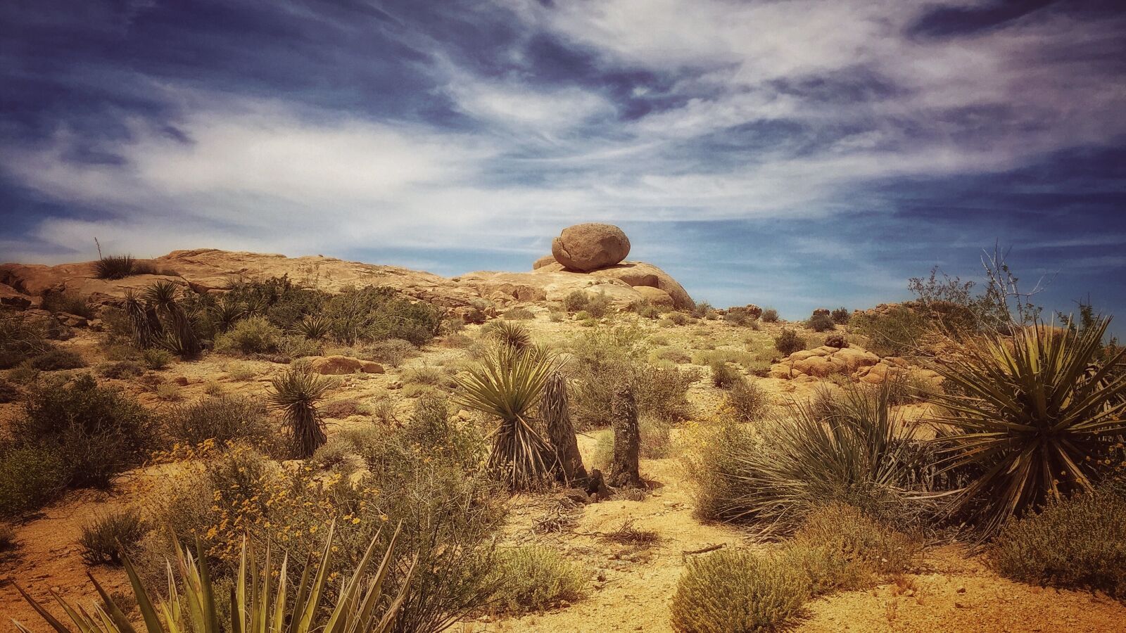 Apple iPhone 6 sample photo. Joshua tree, desert, joshua photography
