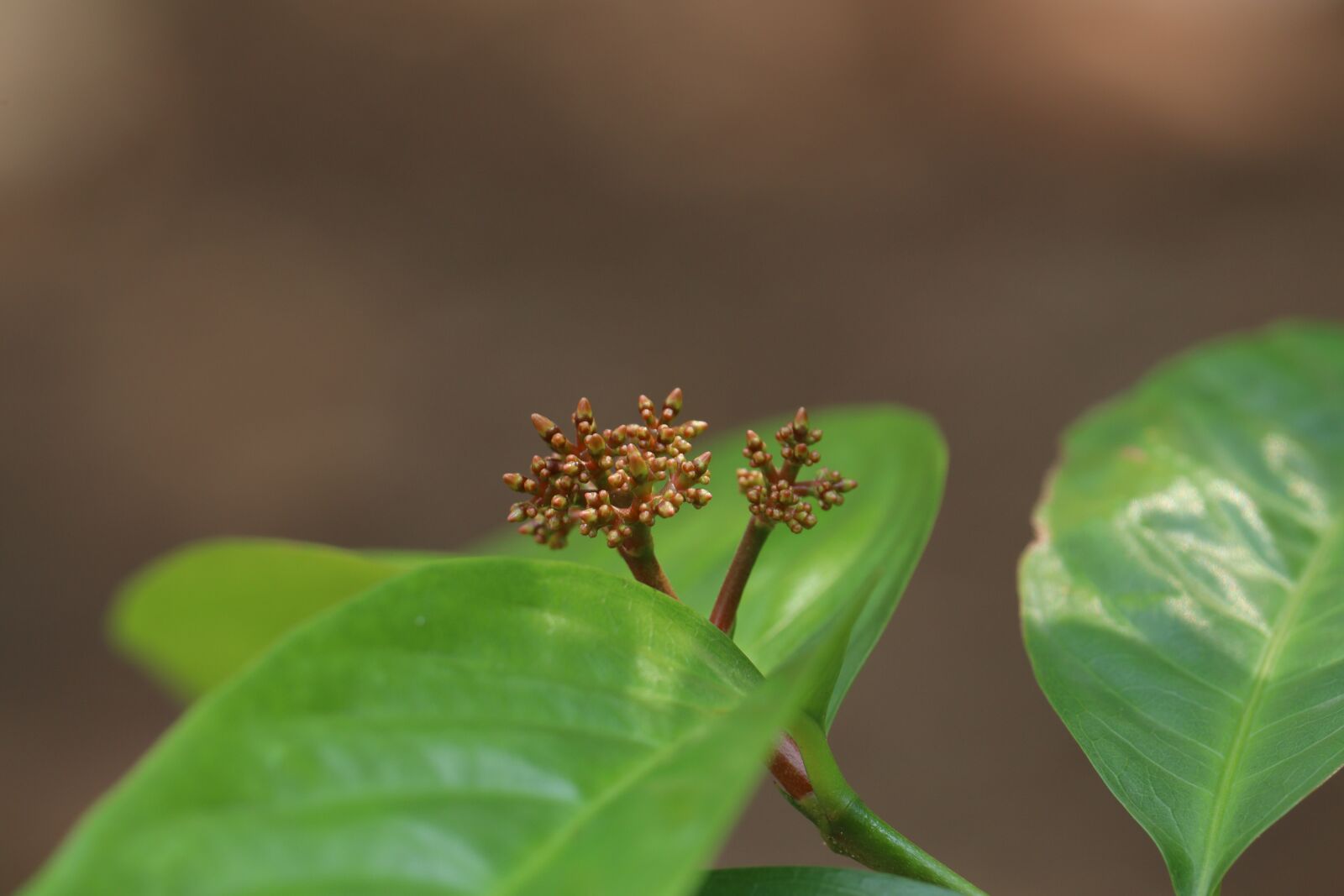 Canon EOS 250D (EOS Rebel SL3 / EOS Kiss X10 / EOS 200D II) sample photo. Ixora, leaf, nature photography