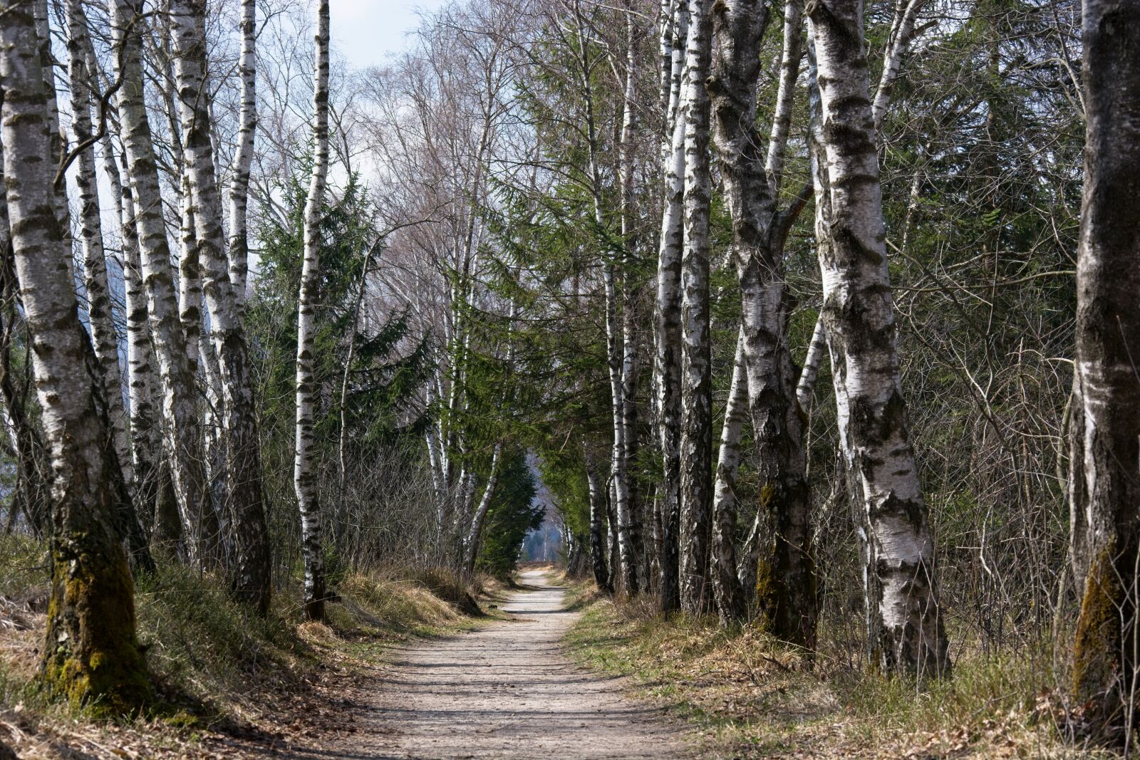 55.0-200.0mm f/4.0-f/5.6 sample photo. Spring, away, trail photography