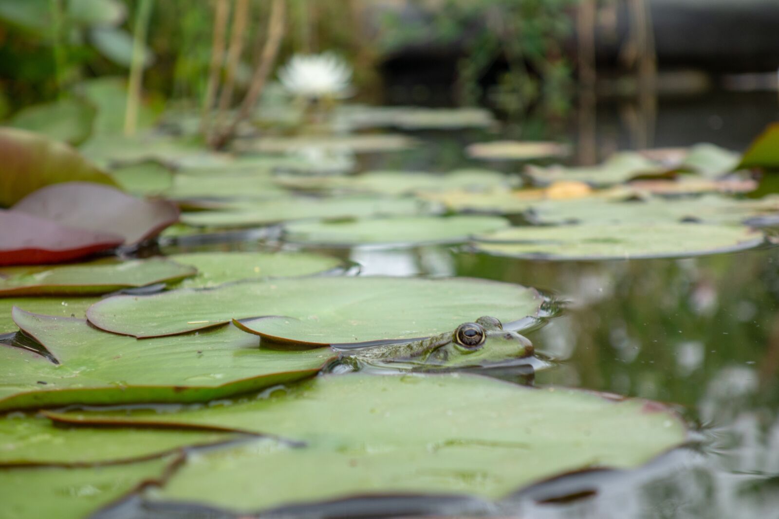 Sony Cyber-shot DSC-RX100 sample photo. Frog, gerardo, mare photography