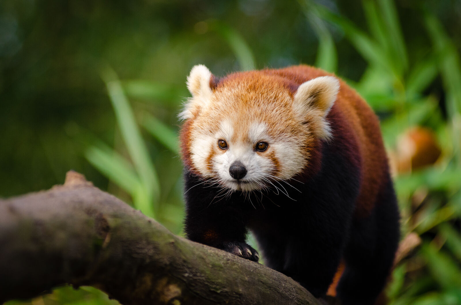 AF Zoom-Nikkor 80-200mm f/2.8 ED sample photo